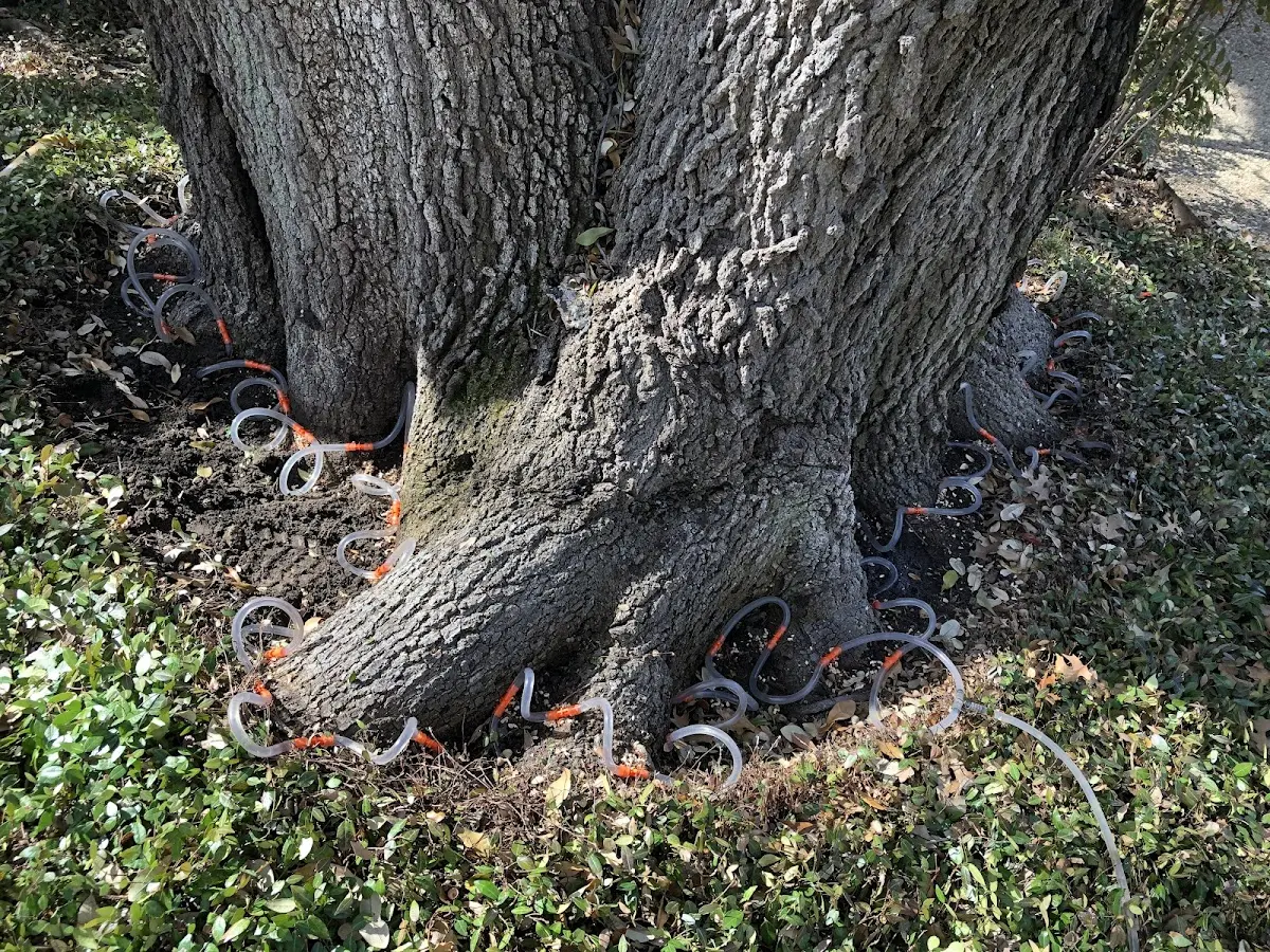 Detailed Tree Cabling and Bracing job site in Mesilla