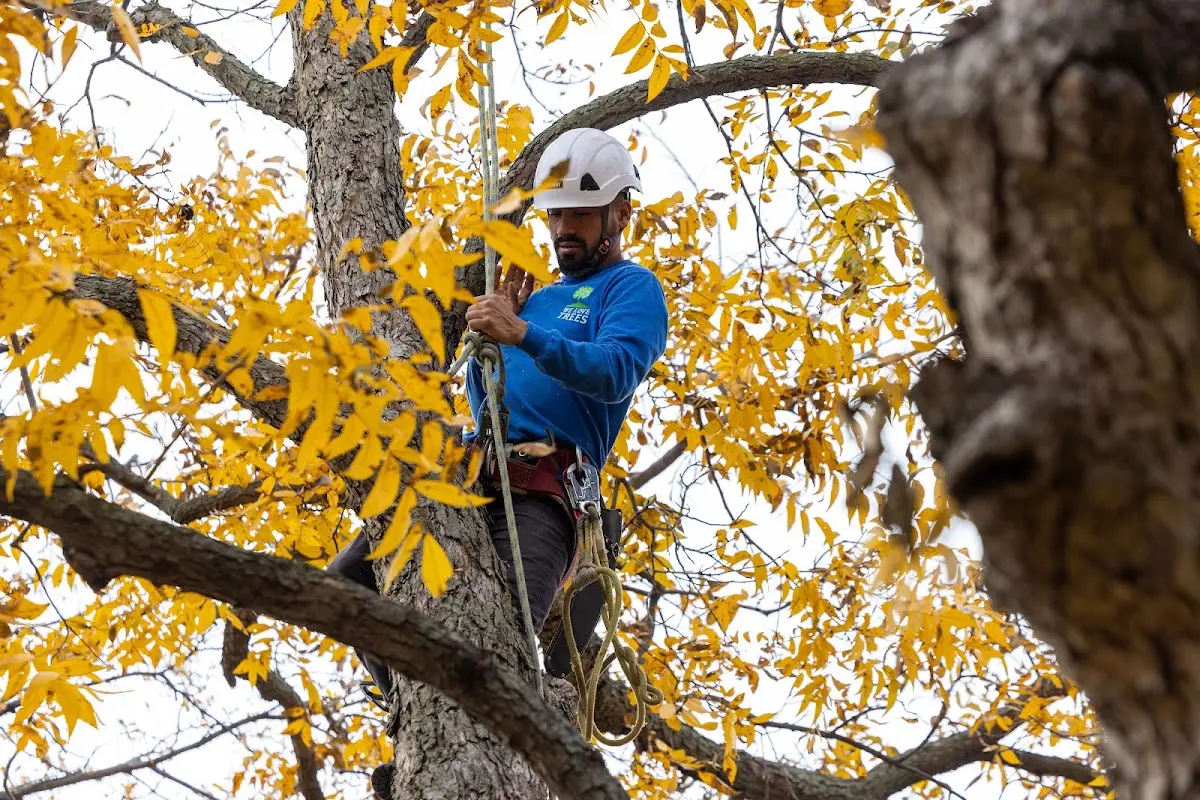 Skilled Storm Damage Cleanup crew working in Mesilla